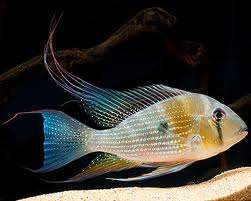 Acarichthys heckeli ML